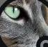 _Ancorman77
